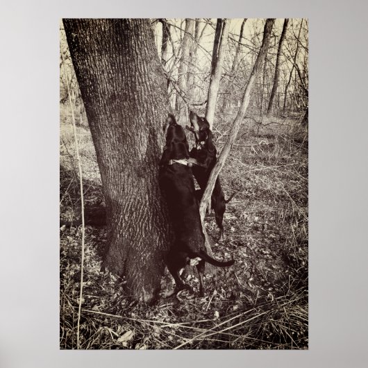 ブラック&タン・クーン・ハウンズのポスター ポスター (正面)