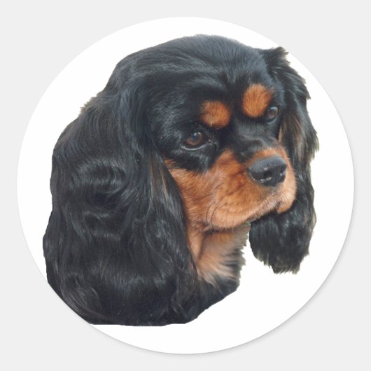 ブラック&タン ラウンドシール (正面)