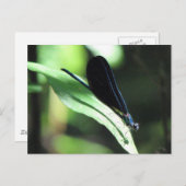 ブラック&ブルーダンセルフライ葉書 ポストカード (正面/裏面)