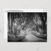 ブラック&ホワイトのダークヘッジ ポストカード (正面/裏面)