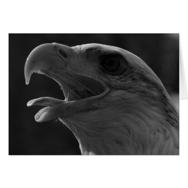 ブラック&ホワイトイーグル (正面横)