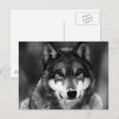 ブラック&ホワイトウルフ ポストカード (正面/裏面)