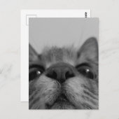 ブラック&ホワイトキャット顔 ポストカード (正面/裏面)