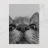 ブラック&ホワイトキャット顔 ポストカード (正面)
