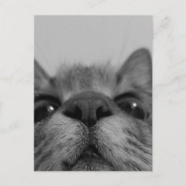 ブラック&ホワイトキャット顔 ポストカード