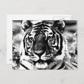 ブラック&ホワイトタイガー ポストカード (正面/裏面)