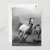 ブラック&ホワイトホース走ズ ポストカード (正面/裏面)