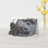 ブラック・ラボ カード (黄色い花)