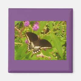 ブラック(昆虫)オオカバマダラ、モナーク マグネット