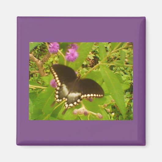 ブラック（昆虫）オオカバマダラ、モナーク マグネット (正面)