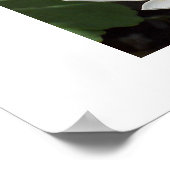 ブラッドドローの花 ポスター (角)