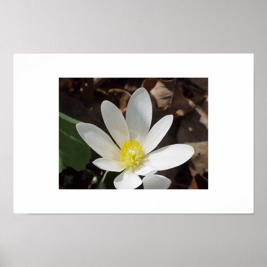 ブラッドドローの花 ポスター (正面)