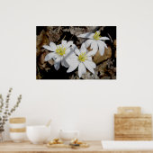 ブラッドドロートリオのポスター ポスター (キッチン)