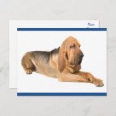 ブラッドハウンド子犬グリーティングポストカード ポストカード (正面/裏面)