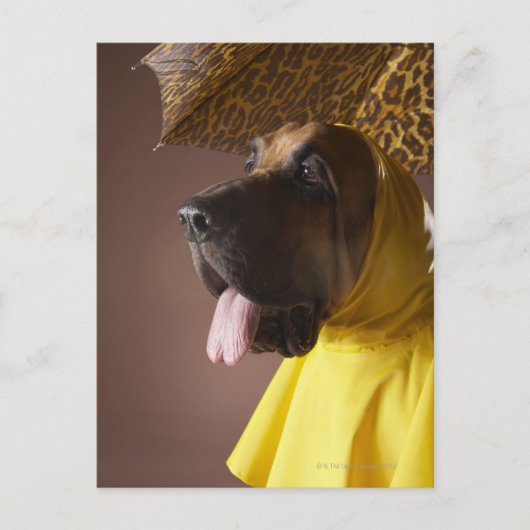 ブラッドハウンド犬。 ポストカード (正面)