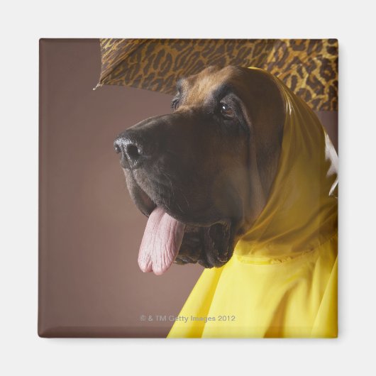ブラッドハウンド犬。 マグネット (正面)