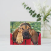 ブラッドハウンド ポストカード (スタンド正面)