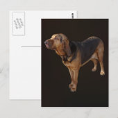 ブラッドハウンド ポストカード (正面/裏面)