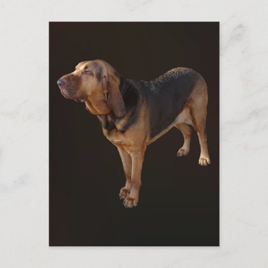 ブラッドハウンド ポストカード (正面)