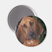 ブラッドハウンド マグネット (正面/裏面)