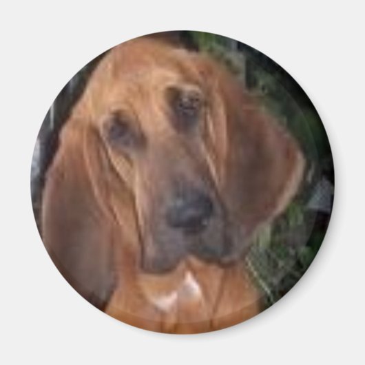 ブラッドハウンド マグネット (正面)