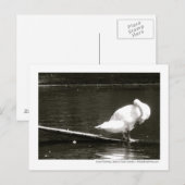 ブラッドヒネスによる白鳥プレーニング写真はがき ポストカード (正面/裏面)
