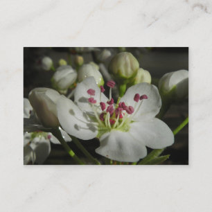 ブラッドフォードのナシの花ATCの写真カード 名刺