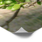 ブラッドフォードナシの木 – ポスター (角)