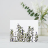 ブラッドフォードナシ ポストカード (スタンド正面)