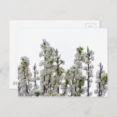 ブラッドフォードナシ ポストカード (正面/裏面)