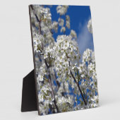 ブラッドフォードピア開花 フォトプラーク (側面)