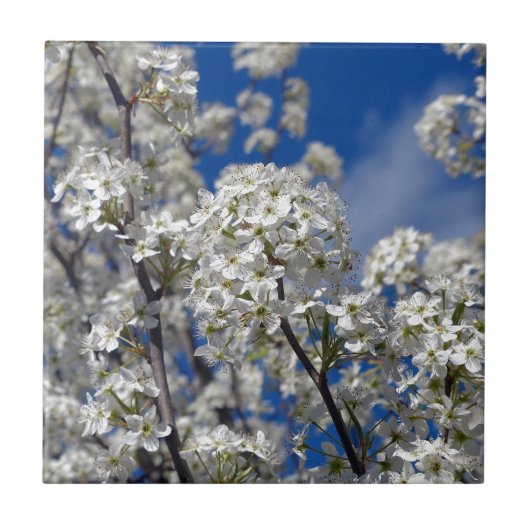 ブラッドフォード梨開花 タイル (正面)