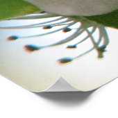 ブラッドフォード梨開花 ポスター (角)