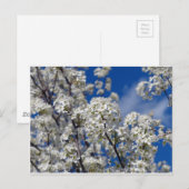 ブラッドフォード梨開花 ポストカード (正面/裏面)