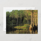 ブラッドフォード湖地域のヒノキの木、 ポストカード (正面/裏面)