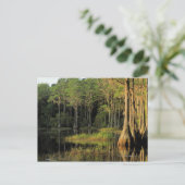 ブラッドフォード湖地域のヒノキの木、 ポストカード (スタンド正面)