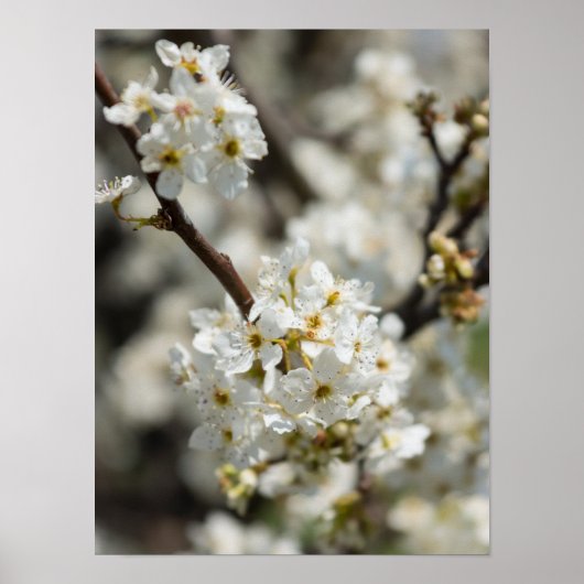 ブラッドフォード選択フォーカス ポスター (正面)