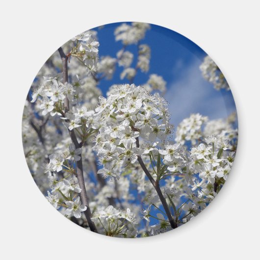ブラッドフォード・ペアの花が咲く マグネット (正面)