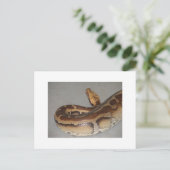 ブラッド・パイソン ポストカード (スタンド正面)