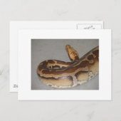 ブラッド・パイソン ポストカード (正面/裏面)