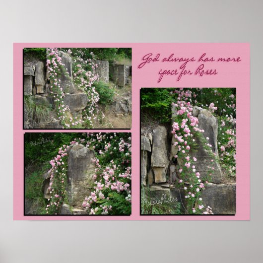 ブラフZPのPk古いフラッシュローズ ポスター (正面)