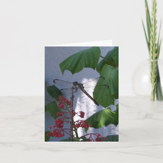 ブランクの中のメッセージカードのトンボ カード (正面)