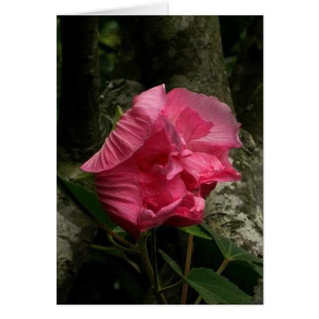 ブランク風のピンクの花 (正面)