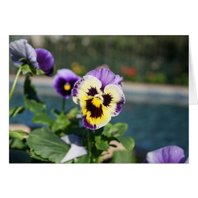 ブランク、ビオラ (正面横)