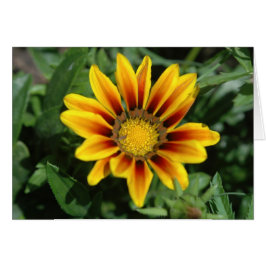 ブランケットフラワーカード