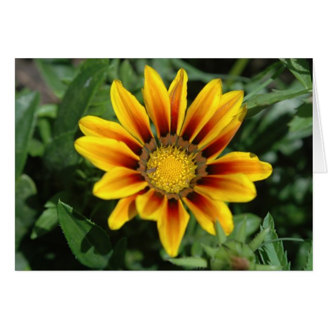 ブランケットフラワーカード (正面横)