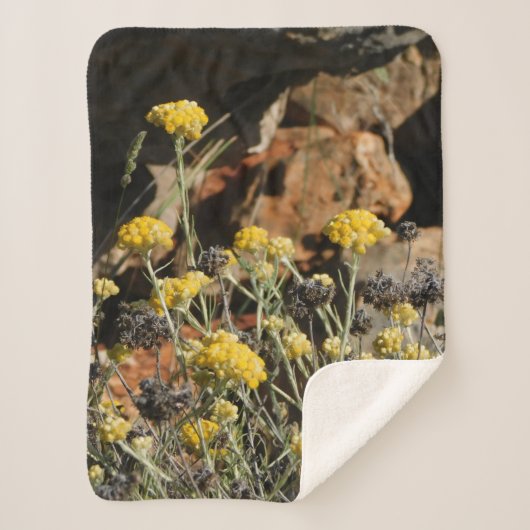 ブランケット (正面)