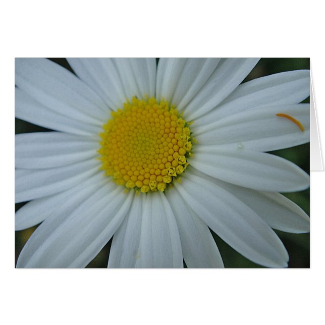 ブランコ・グースカルテ・ワイス・マーガライト (正面横)