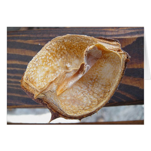 ブランコ・グースカルト・カスタニエンシェール (正面横)