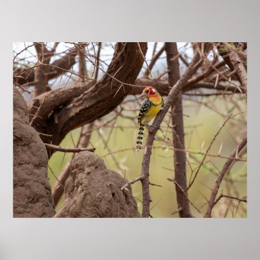 「ブランチに赤と黄色のバーベット」 ポスター (正面)